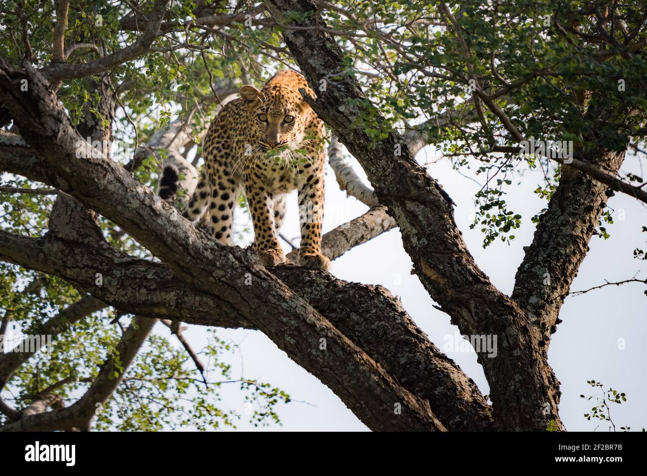 Ein Leopard in einem Marula Baum im Kapama Game Reserve, Südafrika. Februar 2021 Stockfoto
