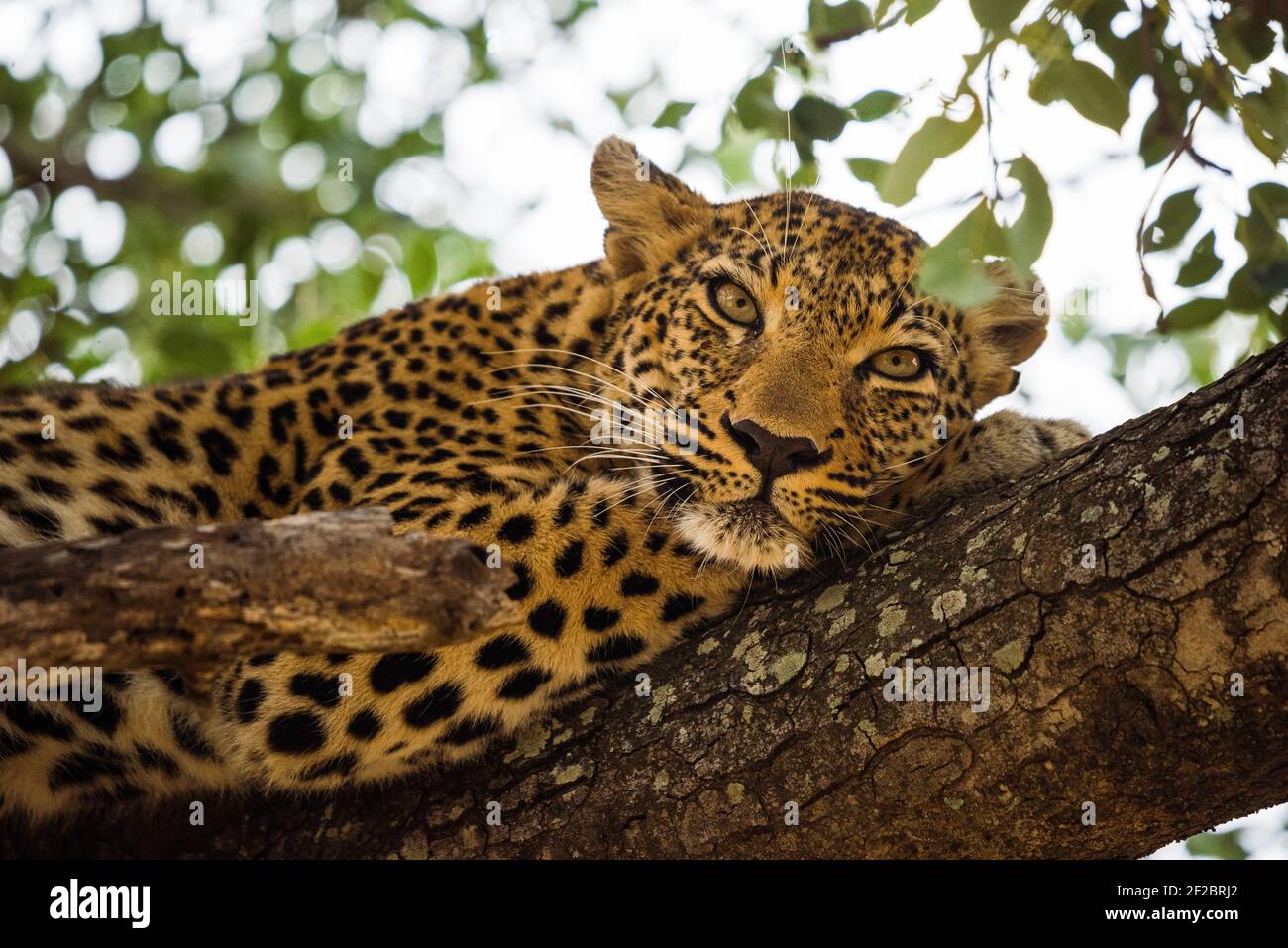 Ein Leopard in einem Marula Baum im Kapama Game Reserve, Südafrika. Februar 2021 Stockfoto