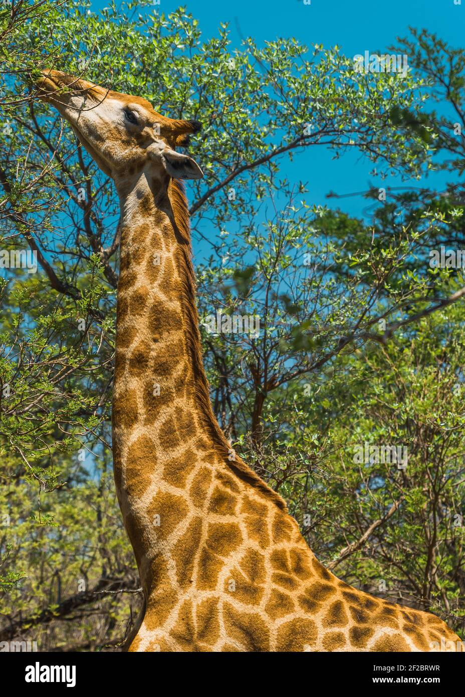 Giraffe beim Stöbern in Thabazimbi, Südafrika. Oktober 2020 Stockfoto