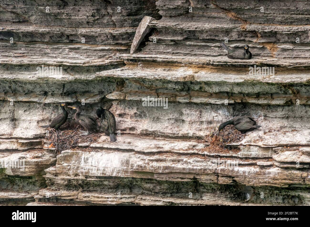 Shags, Phalacrocorax aristotelis, Nisting auf Klippen auf dem Brough of Birsay, Orkney. Stockfoto