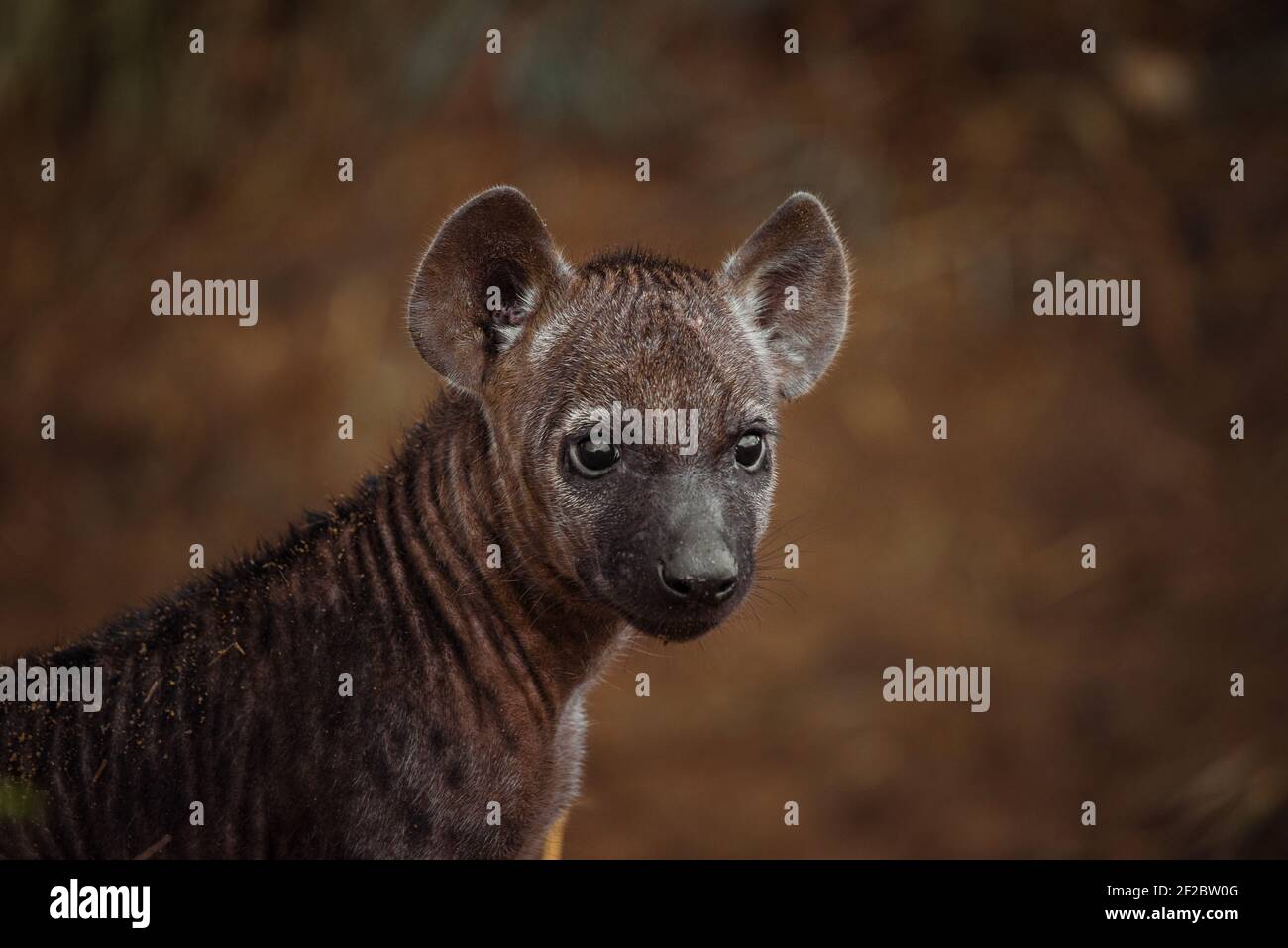 Gefleckte Hyena-Junge im Krüger-Nationalpark, Südafrika. Februar 2016. Stockfoto