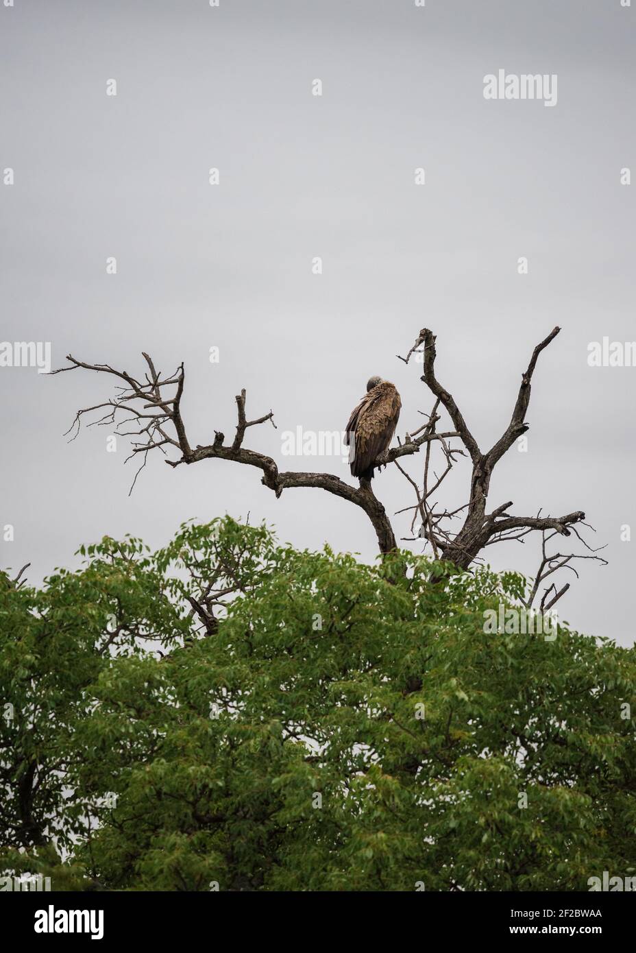 Geier mit weißem Rücken thront auf einem toten Baum gegen einen bewölkten Himmel im Krüger National Park, Südafrika. Dezember 2020 Stockfoto