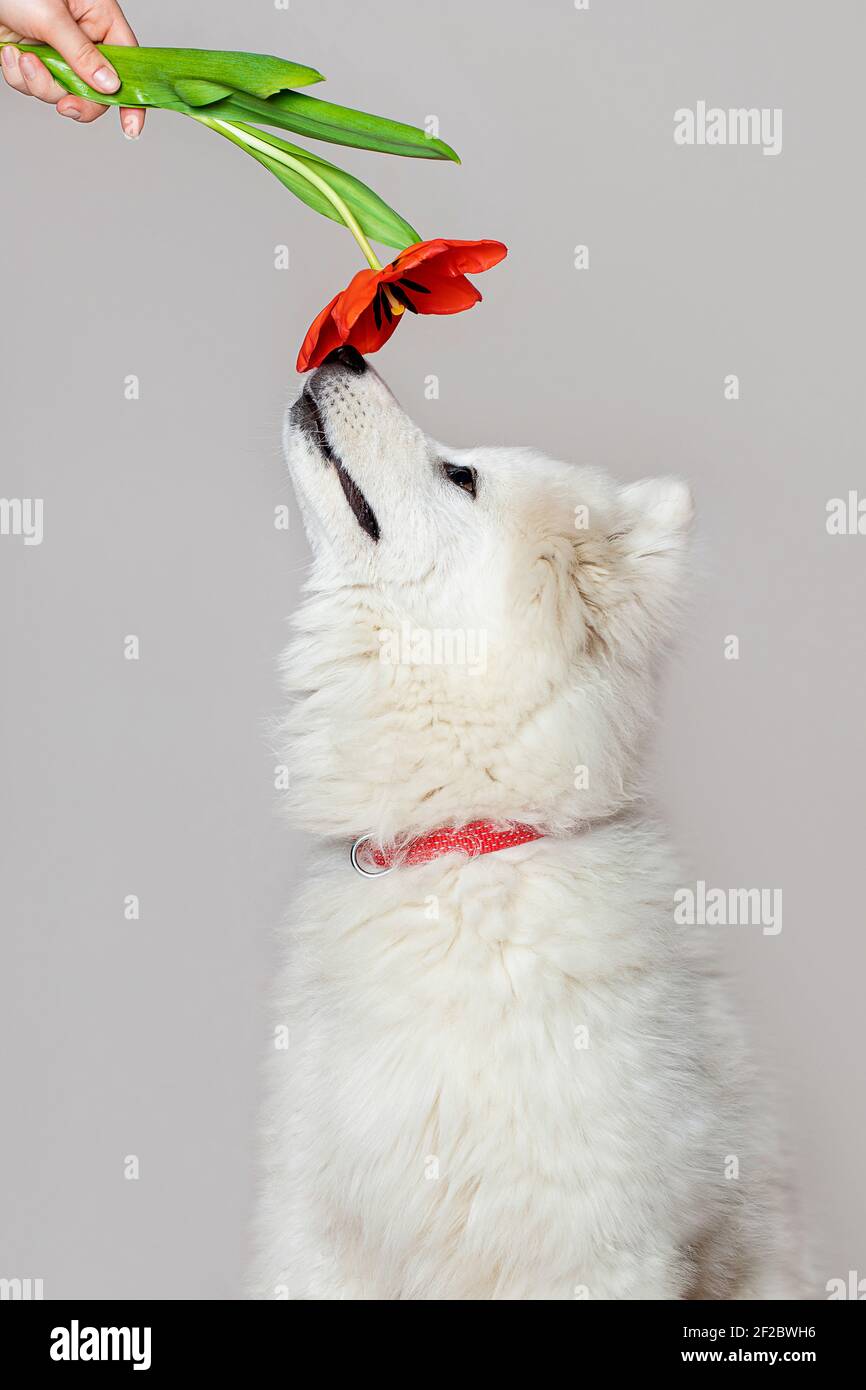 Niedliche weiße Welpen Samoyed Hund schniffs rote Blume Tulpe in weiblicher Hand. Spring Concept Vertikalaufnahme. Stockfoto