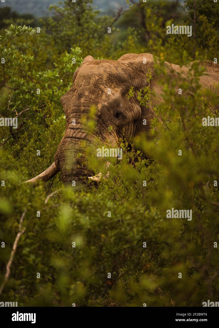 Elefant guckt durch den Busch im Krüger National Park, Südafrika. Dezember 2020. Stockfoto