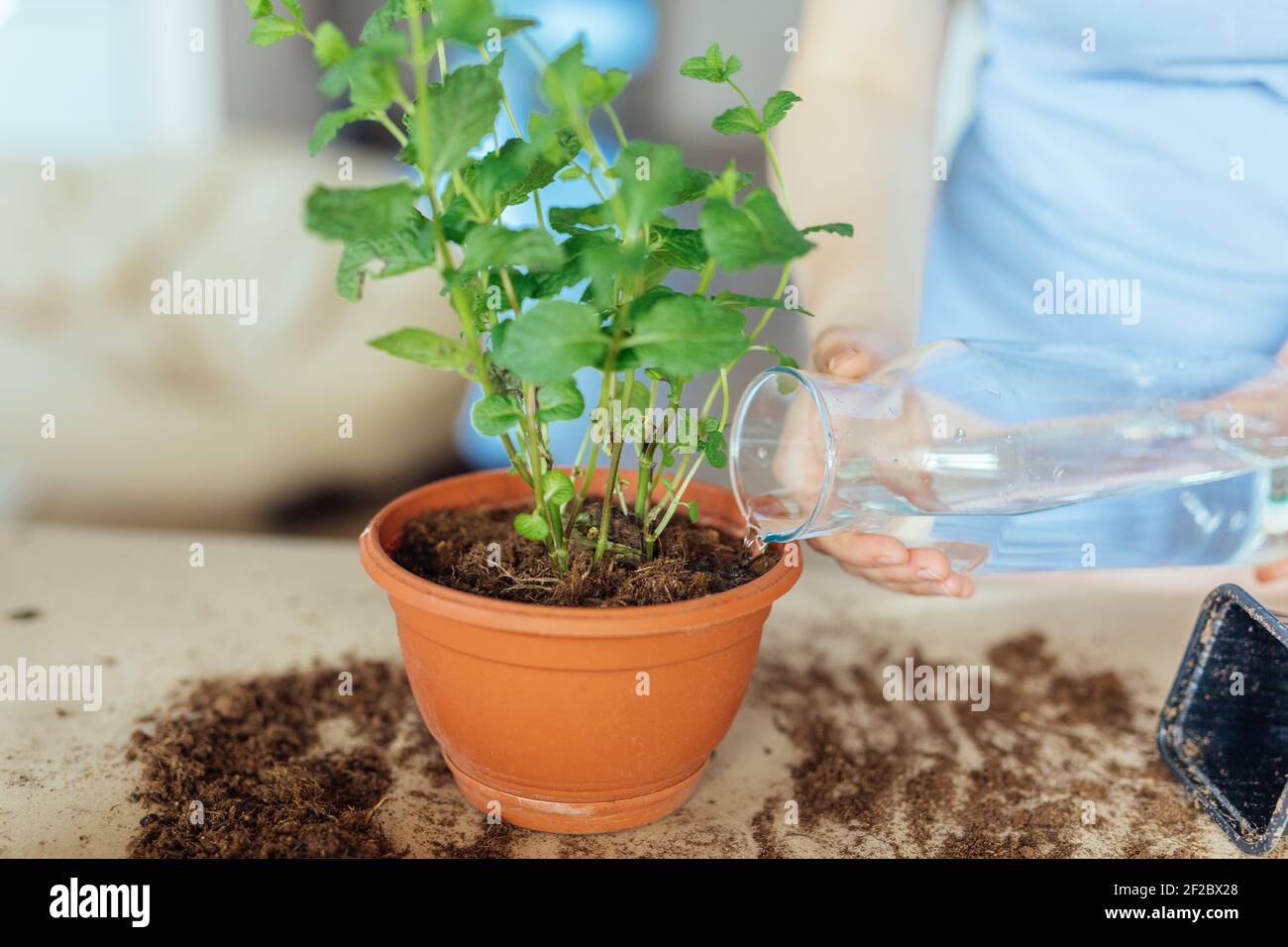 Die Bewässerung einer repotted Minze Impatiens in einem braunen Pflanzentopf Stockfoto