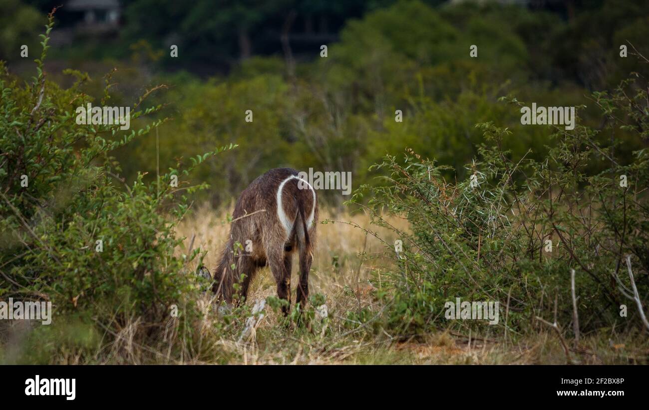Waterbuck hinten gesehen im Busch des Kruger National Park, Südafrika. Dezember 2020 Stockfoto