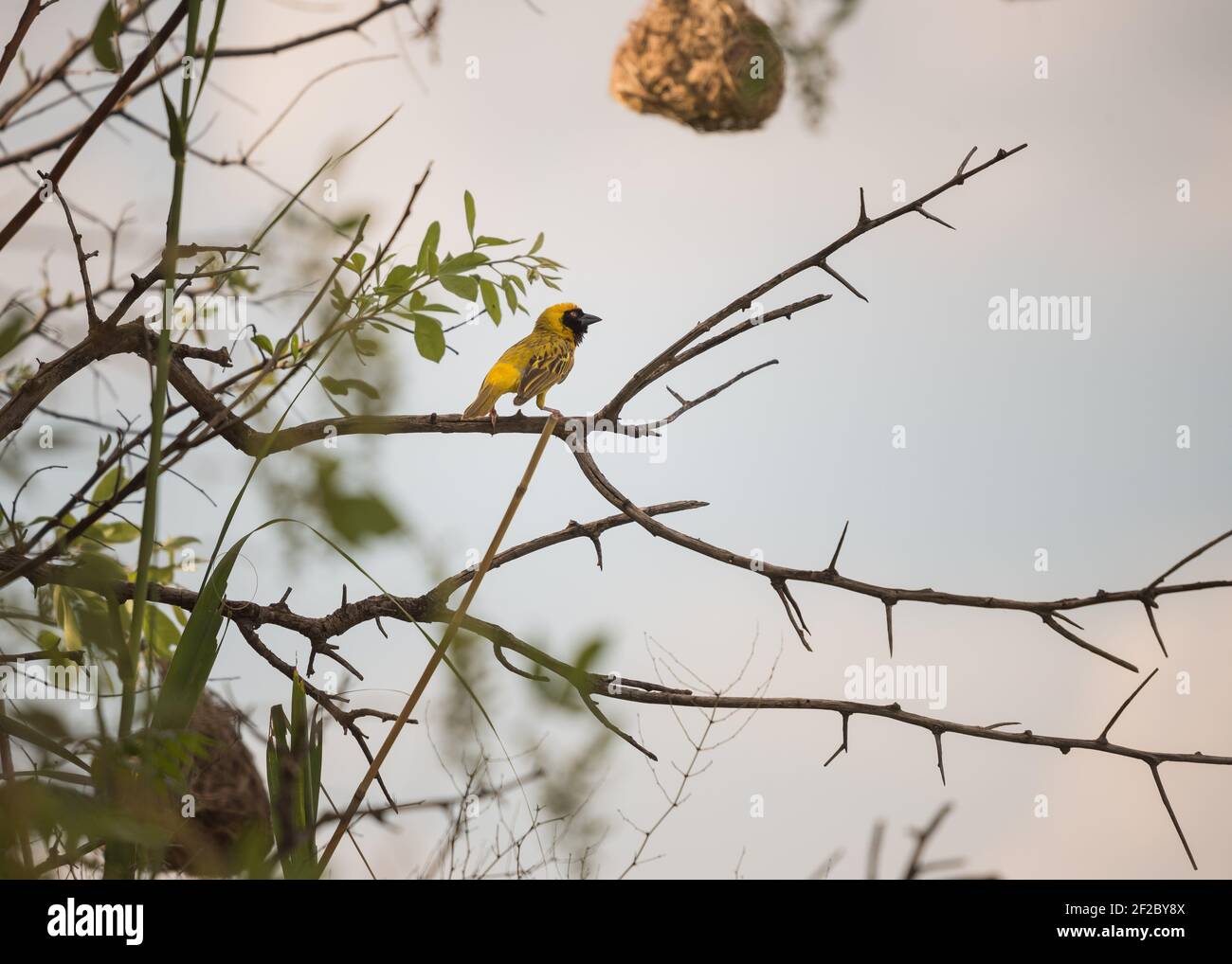 Kleiner maskierter Weber auf einem dornigen Ast mit Nest im Hintergrund. Rietvlei Nature Reserve, Südafrika. Dezember 2020 Stockfoto