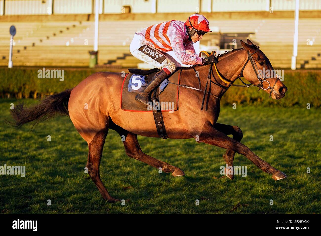 Go Dante von Aidan Coleman geritten gewinnt das Happy 41st Birthday Hazel Rofe Maiden Open NH Flat Race auf der Wincanton Racecourse. Bilddatum: Donnerstag, 11. März 2021. Stockfoto