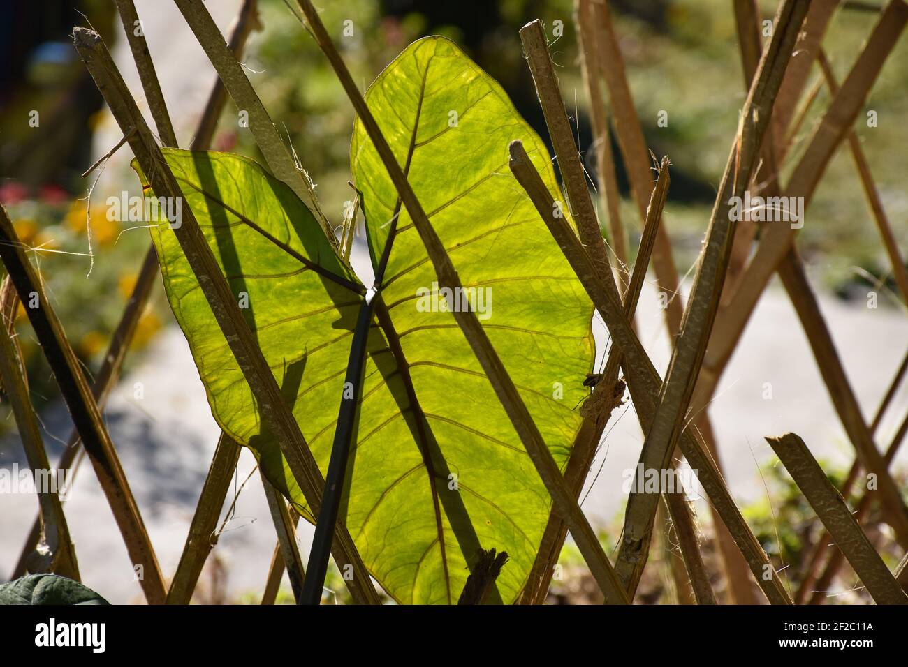 Elefantenohr auch als Giant Green Tropical Arrow Leaf und Werk Taro Stockfoto