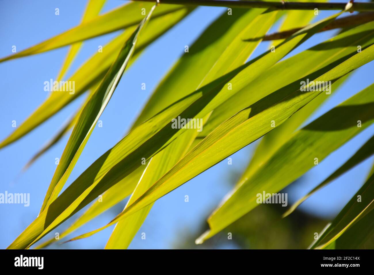 Grüne Blätter Shinning in hellem Sonnenlicht Stockfoto