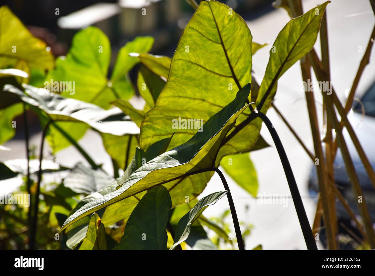Elefantenohr auch als Giant Green Tropical Arrow Leaf und Werk Taro Stockfoto