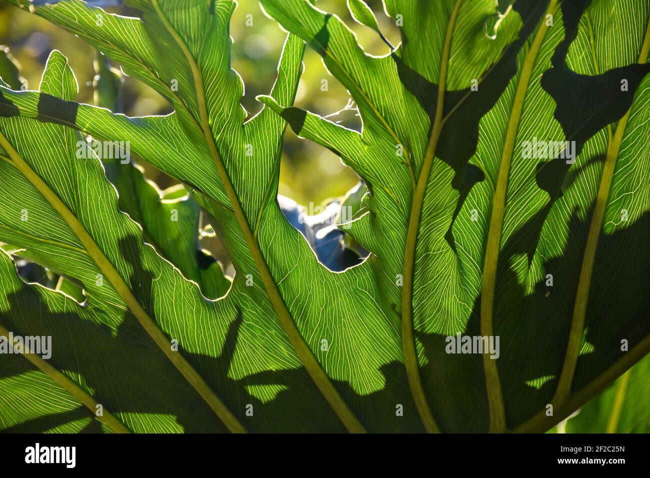 Schönes grünes Blatt mit definierten Patter- und Blattadern Stockfoto