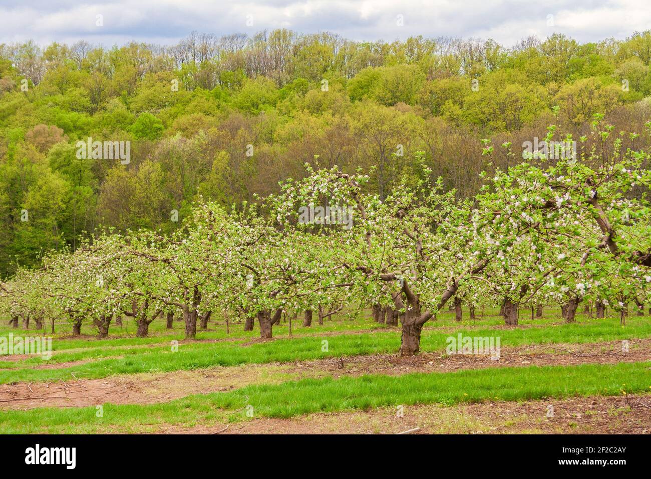 Blühender Obstgarten am Berghang Stockfoto