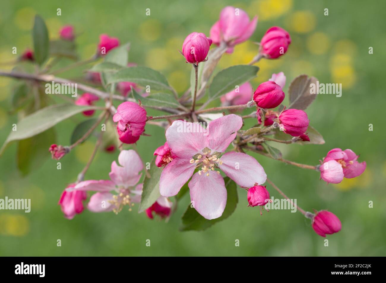 Blühender Apfelbaum Ast. Zarte rosa Blume, eingerahmt von leuchtend rosa Knospen. Eine verschwommene grüne Wiese mit gelben Flecken Löwenzahn als Hintergrund Stockfoto