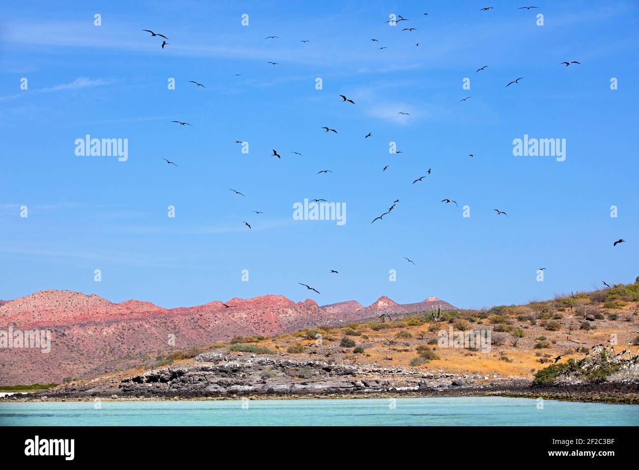 Herrliche Fregattvögel fliegen über Kolonie auf Isla Espíritu Santo, Insel im Golf von Kalifornien bei La Paz, Baja California Cruz, Mexiko Stockfoto