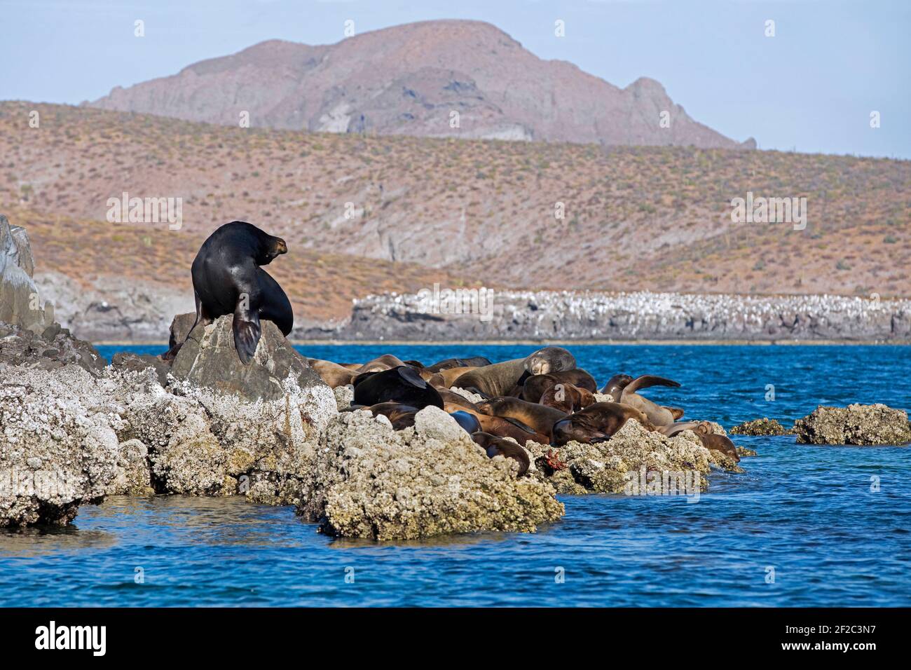 Männchen / Stier Seelöwe mit Weibchen, die sich auf Felsen im Golf von Kalifornien auf Isla Espíritu Santo sonnen, Insel bei La Paz, Baja California Cruz, Mexiko Stockfoto
