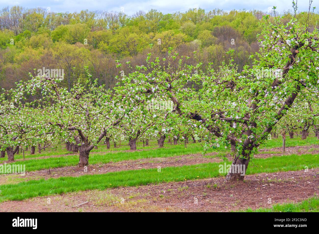 Obstgarten mit Apfelbäumen während der Blüte Stockfoto