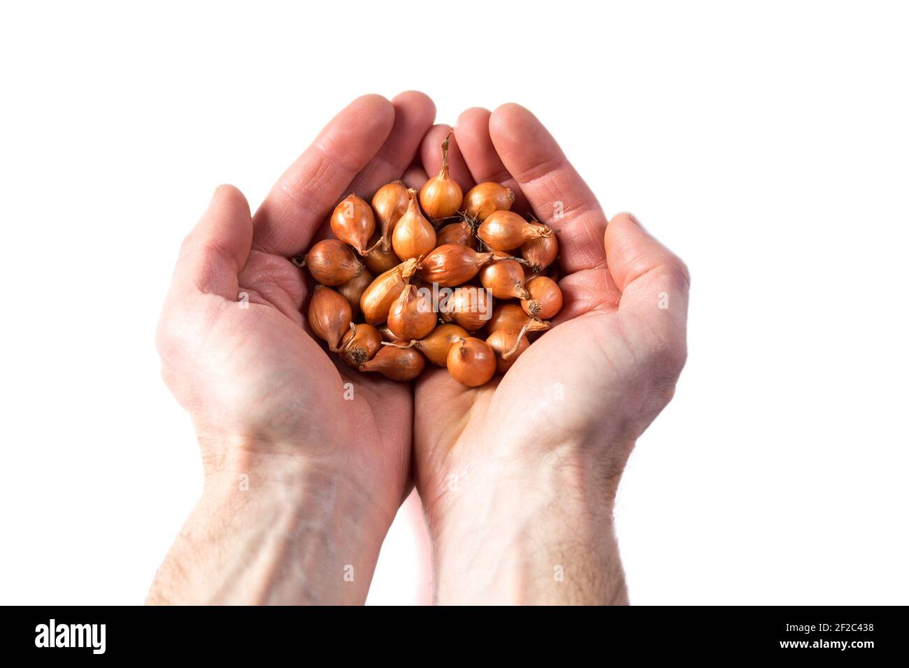 Hände halten Zwiebeln aus Gold Zwiebel für die Aussaat isoliert auf einem weißen vorbereitet. Stockfoto