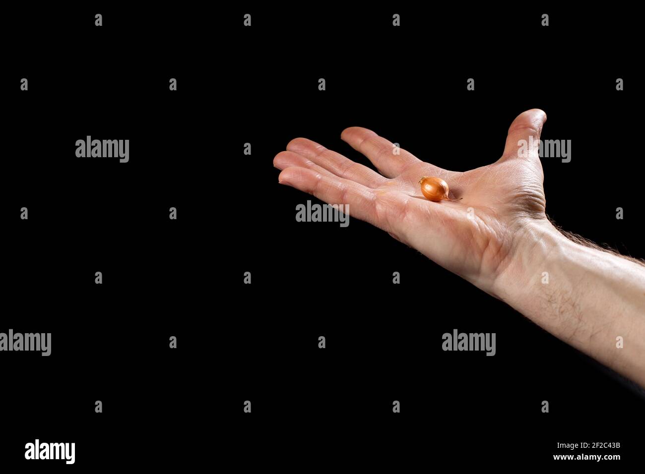 Eine Zwiebel zum Aussaat in der Hand. Isoalted auf schwarzem Hintergrund. Stockfoto