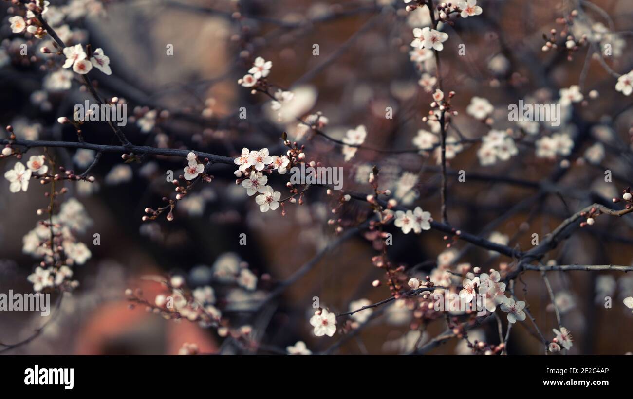 Nahaufnahme der Krabbenblüte Begonia Blume blüht Frühling im Freien Natur Stockfoto