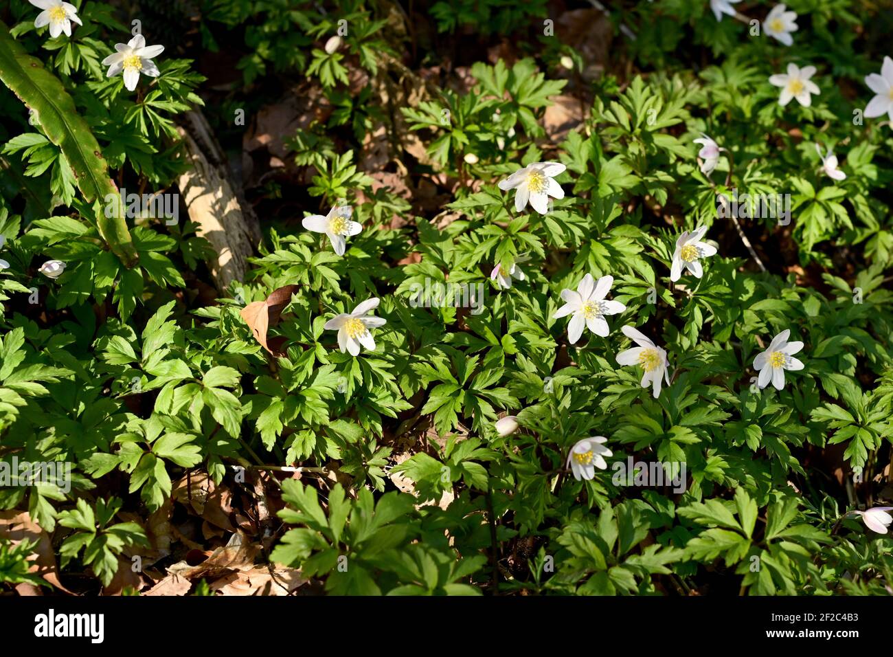 Wilde Anemonen breiteten sich über den Boden dieser Waldlichtung aus, deren weiße Blüten auf einem Teppich aus grünem Laub erstrahlen. Stockfoto