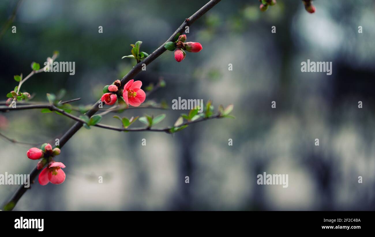 Nahaufnahme der Krabbenblüte Begonia Blume blüht Frühling im Freien Natur Stockfoto