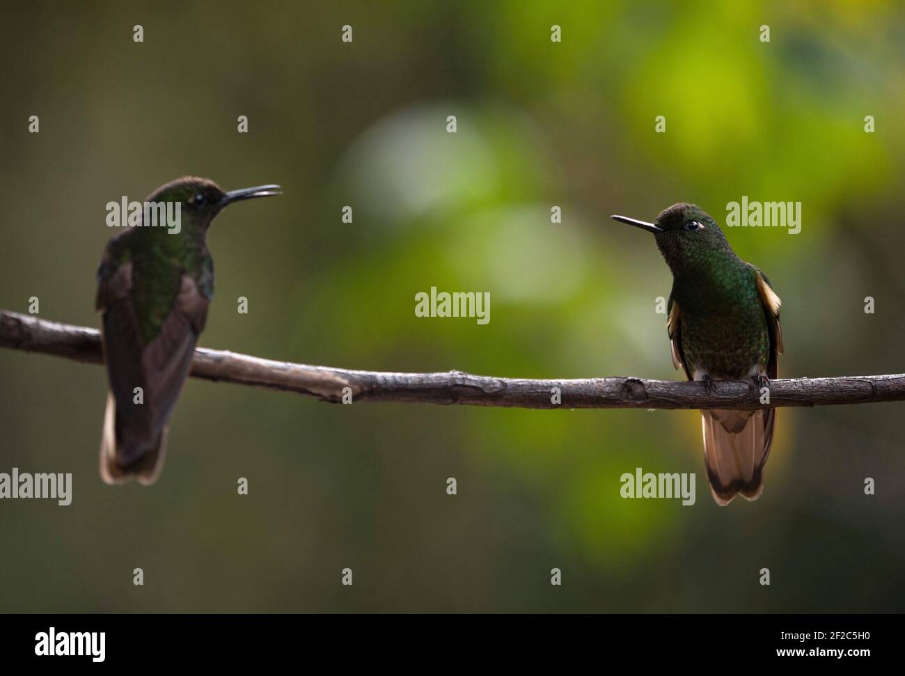 Zwei grüne Buff-tailed Coronet Boissonneaua flavescens kolibri Tiervögel Sitzen auf einem Ast in Acaime Valle del Cocora Valley In Sa Stockfoto