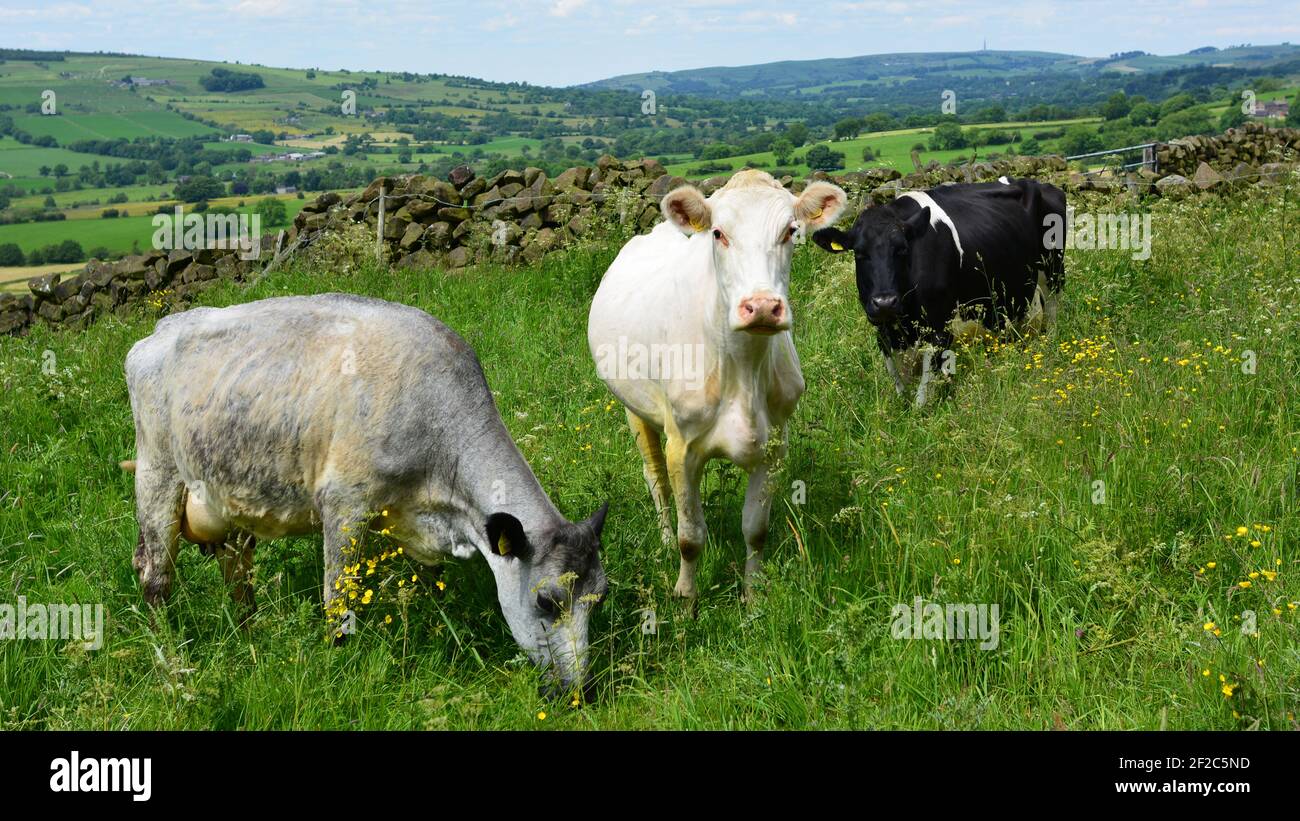 Drei Kühe auf dem Feld Stockfoto