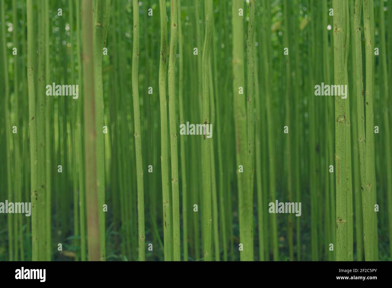Golden Fiber Jute Land. Es ist die qualitativ hochwertigste Jute in Bangladesch. Nahaufnahme auf hoher Ebene. Stockfoto