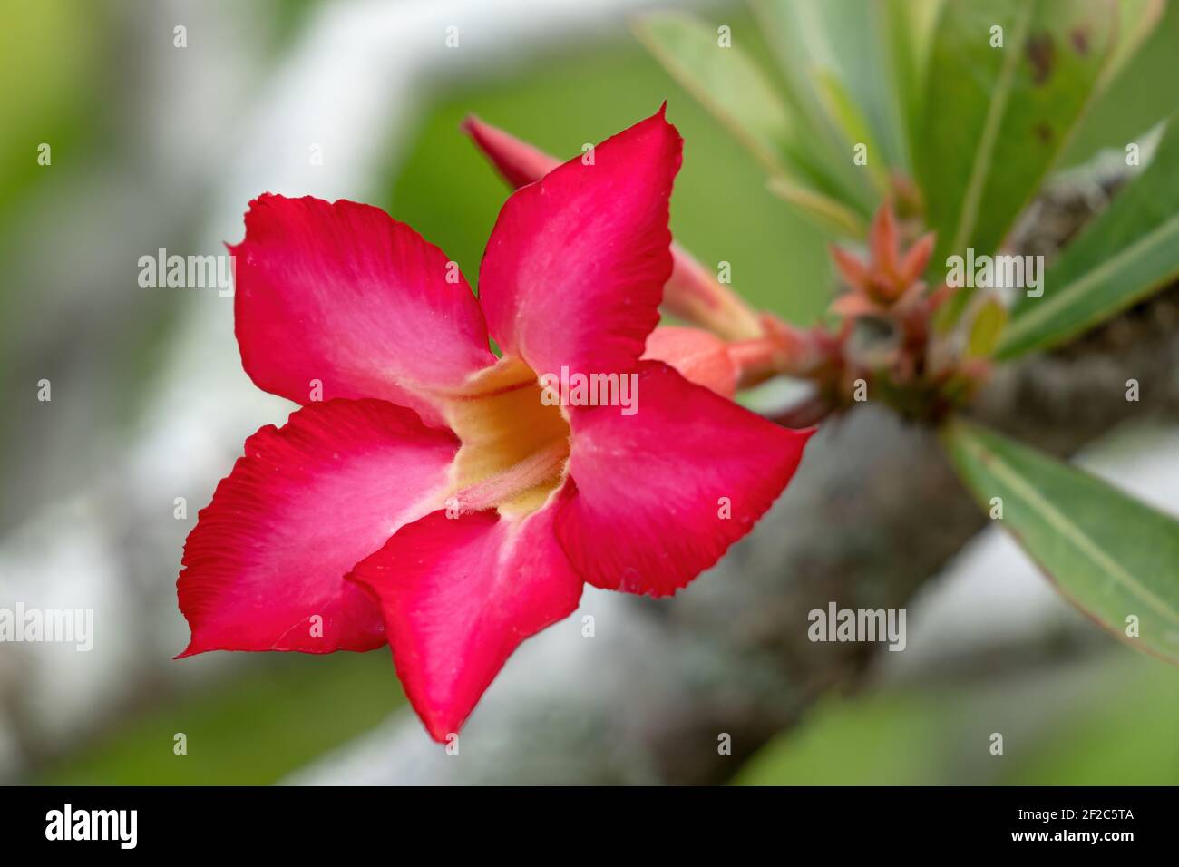 Wüstenrose (Adenium obesum somalense) Stockfoto
