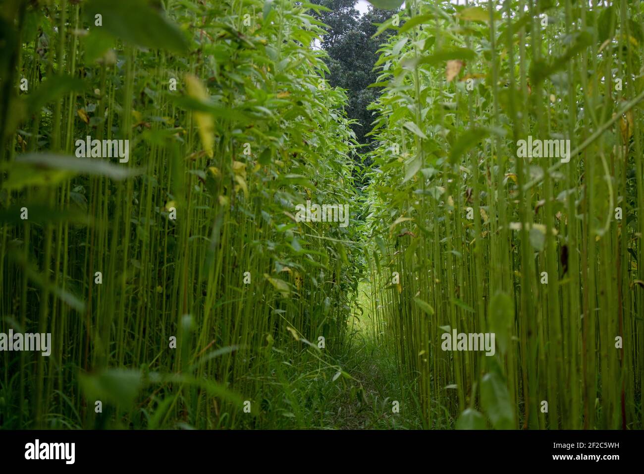 Golden Fiber Jute Land. Es ist die qualitativ hochwertigste Jute in Bangladesch. Nahaufnahme auf hoher Ebene. Stockfoto
