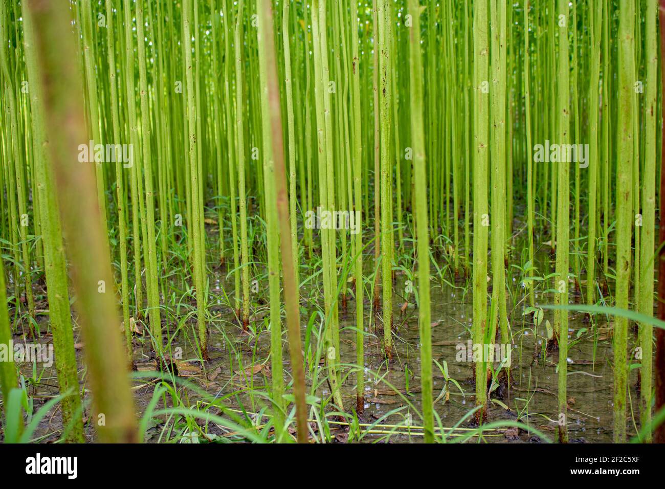 Golden Fiber Jute Land. Es ist die qualitativ hochwertigste Jute in Bangladesch. Nahaufnahme auf hoher Ebene. Stockfoto