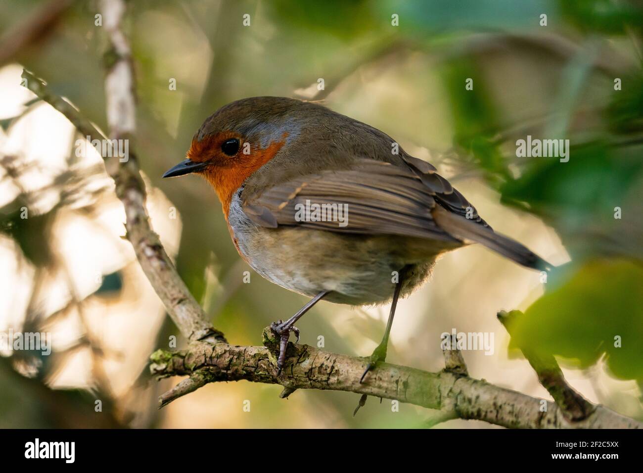 Der europäische Robin (Erithacus rubecula) Stockfoto