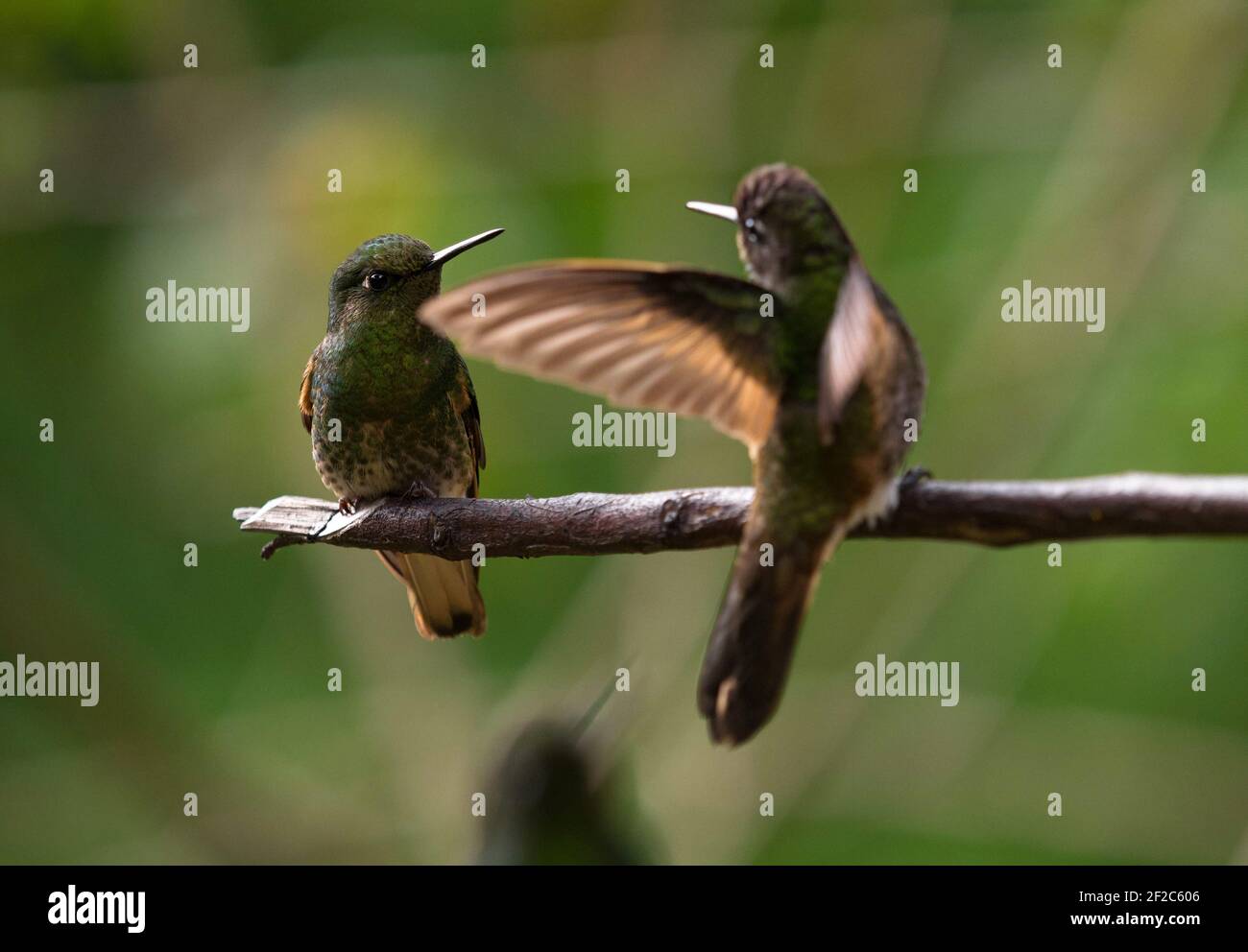 Zwei grüne Buff-tailed Coronet Boissonneaua flavescens kolibri Tiervögel Sitzen auf einem Ast in Acaime Valle del Cocora Valley In Sa Stockfoto