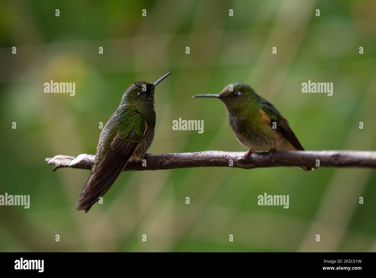 Zwei grüne Buff-tailed Coronet Boissonneaua flavescens kolibri Tiervögel Sitzen auf einem Ast in Acaime Valle del Cocora Valley In Sa Stockfoto