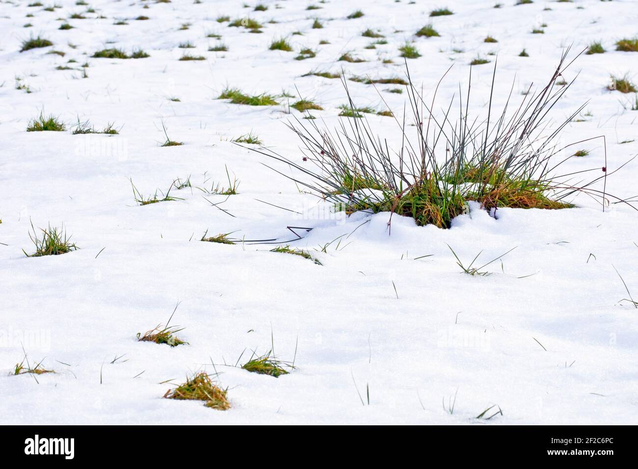 Grasbüschel fangen an, in den Feldern wieder aufzutauchen, während die Schneedecke auftaut und schmilzt. Stockfoto