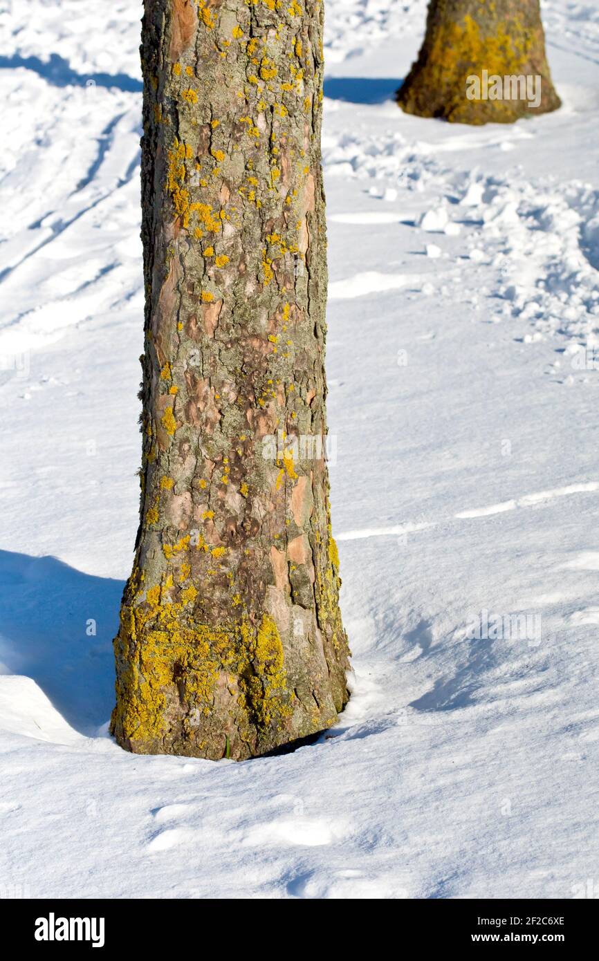Ein Paar junger Sycamore Baumstämme (acer pseudoplatanus), die in einem öffentlichen Park wachsen, werfen Schatten über eine schneebedeckte Oberfläche. Stockfoto