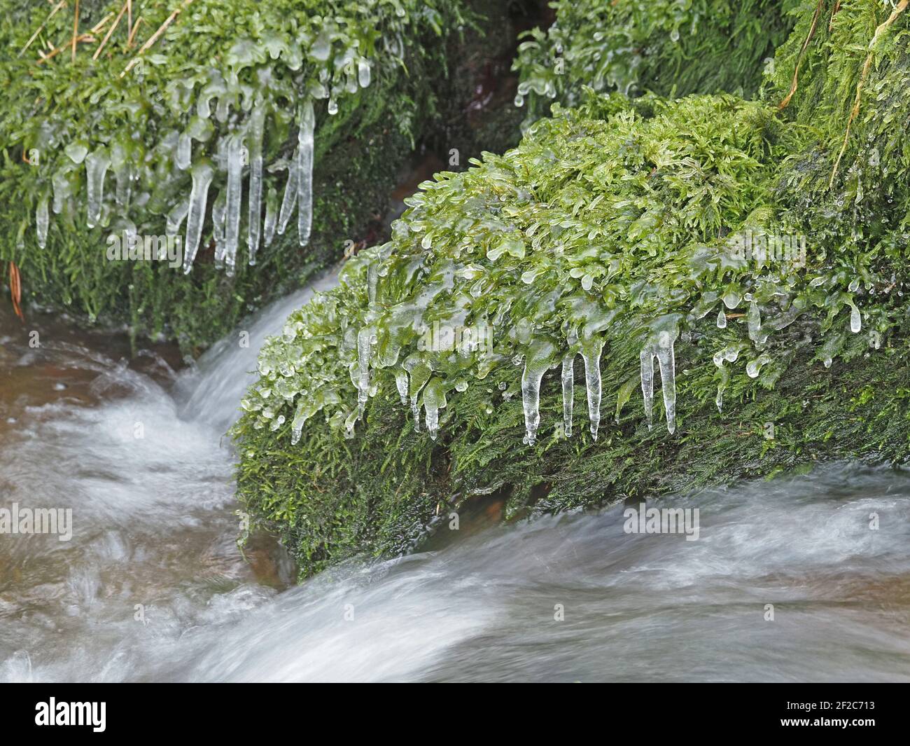 Eiszapfen-Formationen gefroren in der Zeit auf überhängenden Moos über rauschenden Strom in Winter Cumbria, England, Großbritannien Stockfoto