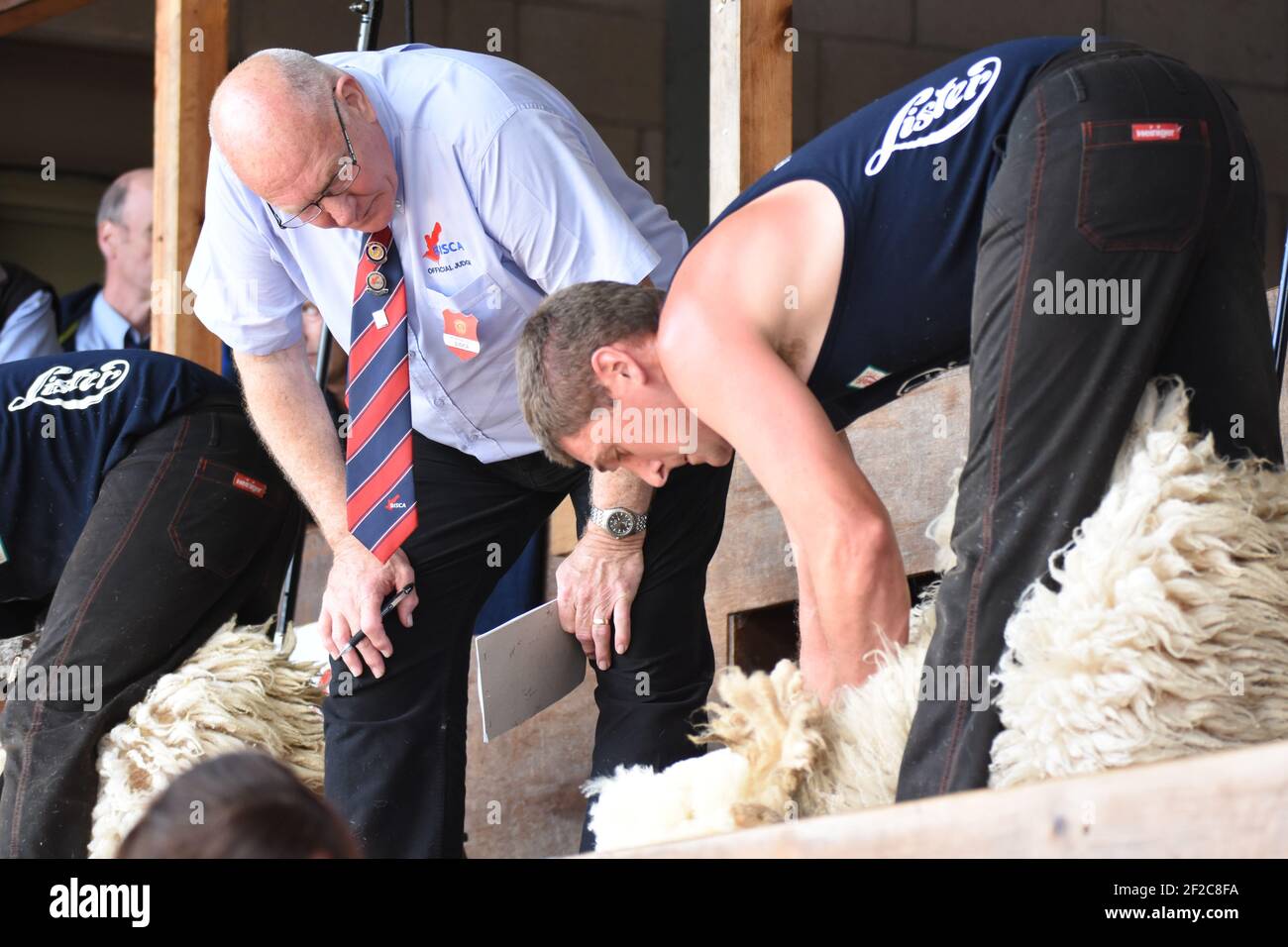 Schafscheren Wettbewerbe bei der Royal Highland Show Stockfoto