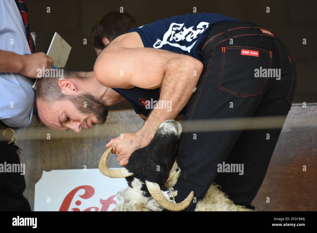 Schafscheren Wettbewerbe bei der Royal Highland Show Stockfoto