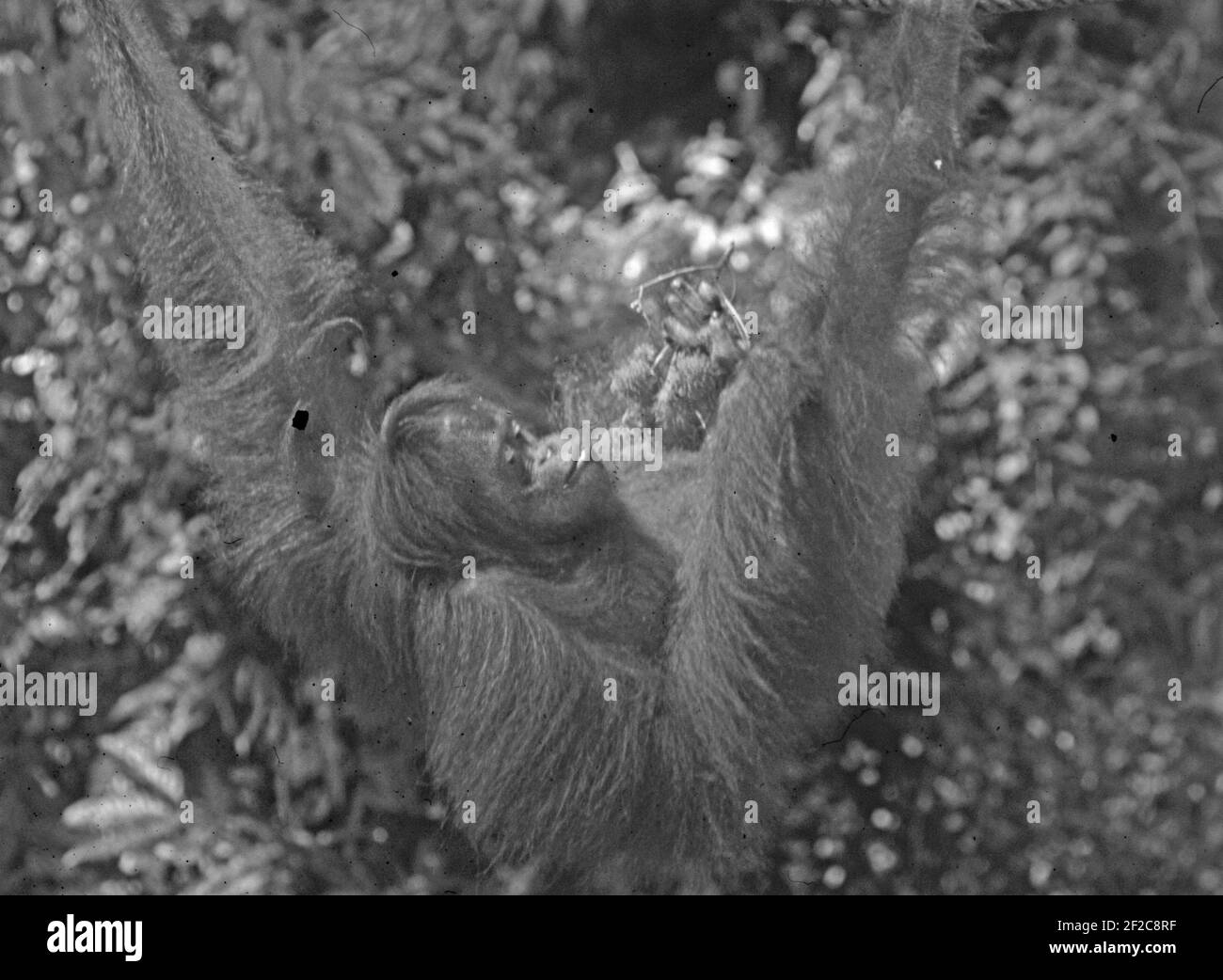 Malysia/Borneo: Ein behinderter junger Orang Utan an der reha-Station in Sepilok, Sarawak Stockfoto
