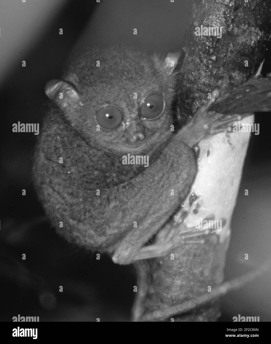 Malaysia: Tarsier-Affen gehören zu den gefährdeten Arten im Regenwald Stockfoto