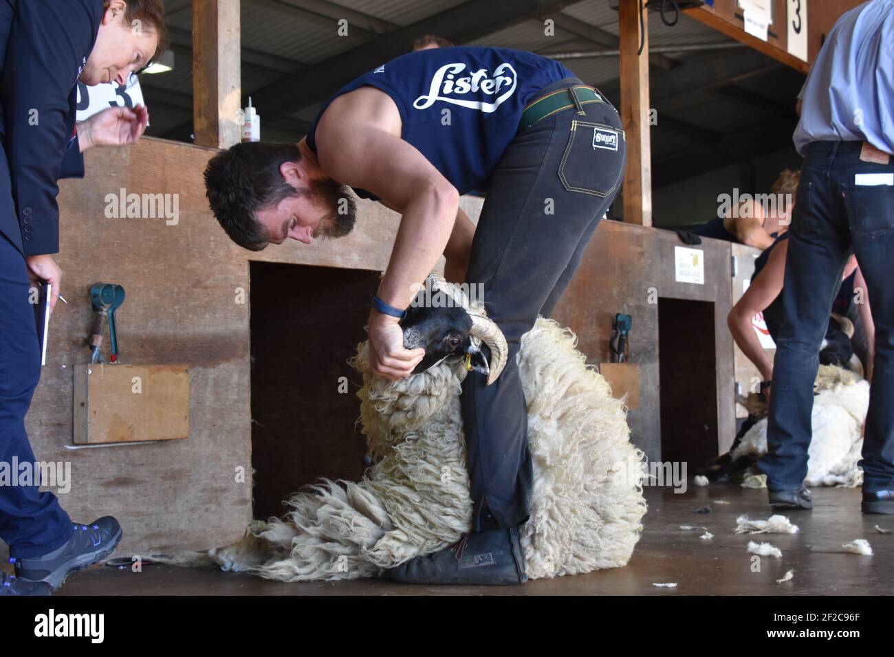 World Blade Champion, Allan Oldfield aus Neuseeland, Scheren Schafe auf der Royal Highlnd Show, Schottland Stockfoto