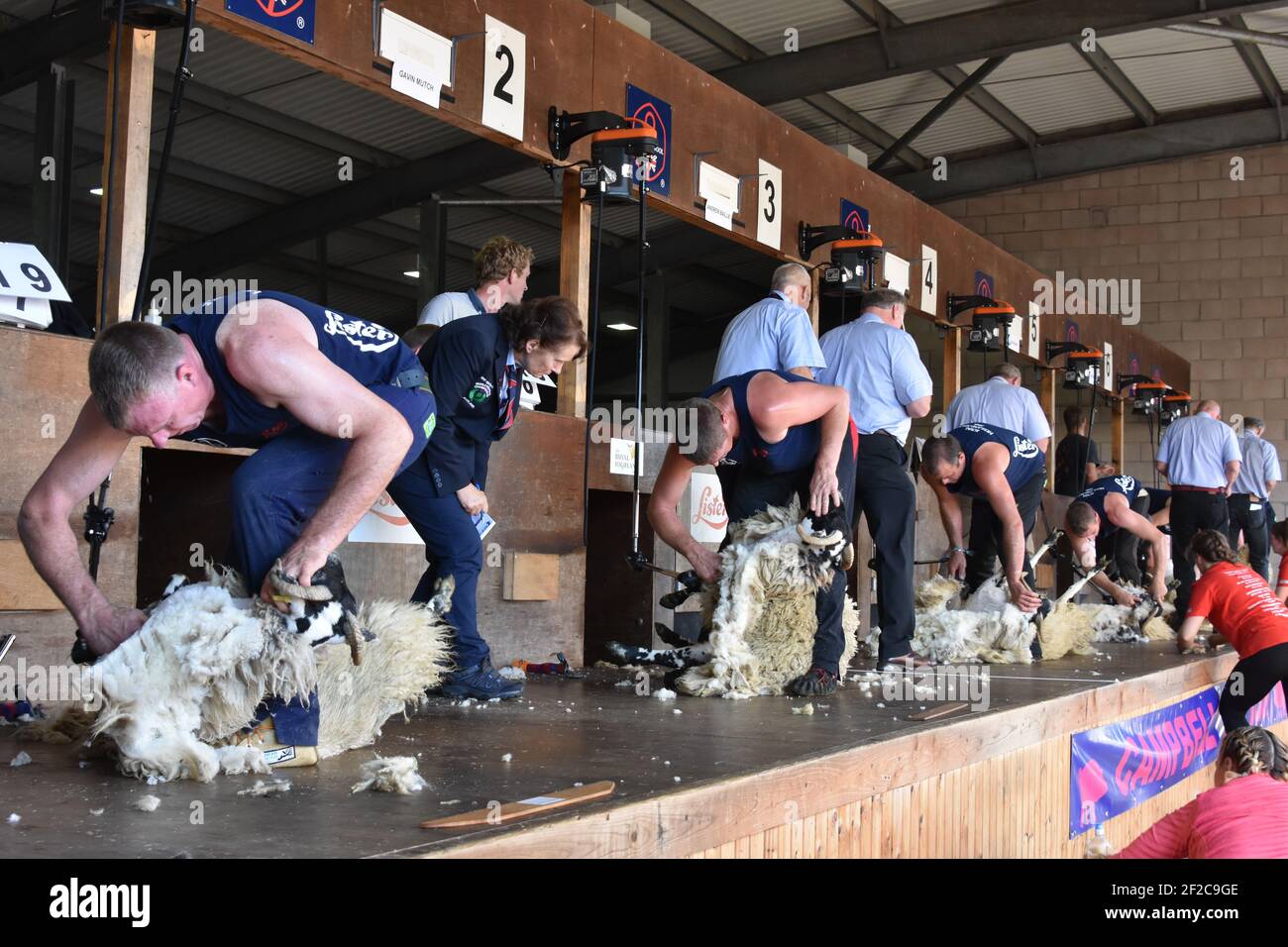 Schafscheren Wettbewerbe bei der Royal Highland Show Stockfoto