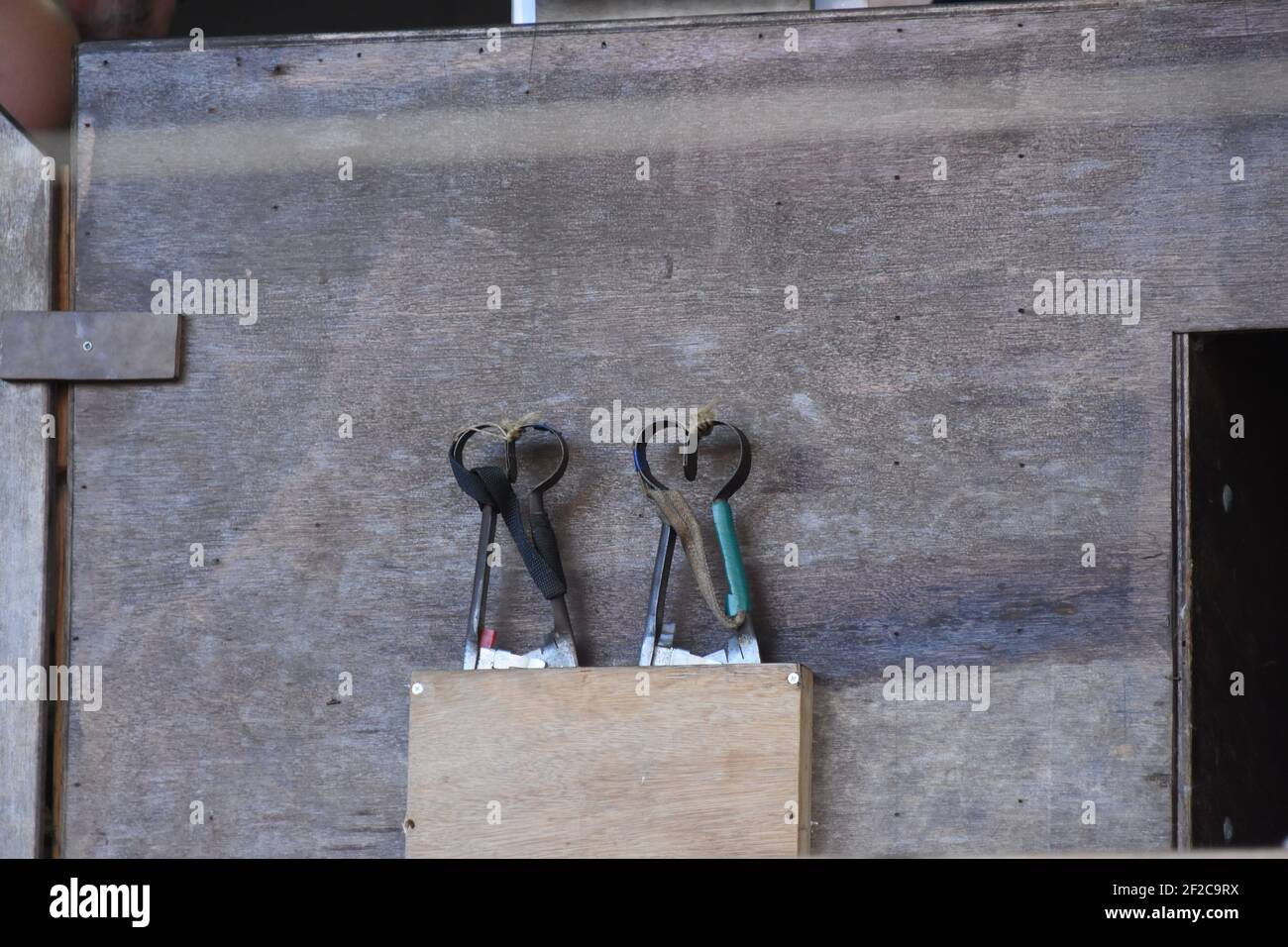 Schafscheren Wettbewerbe bei der Royal Highland Show Stockfoto