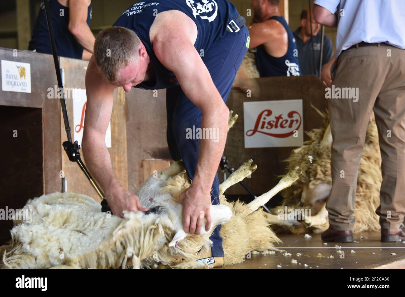 Schafscheren Wettbewerbe bei der Royal Highland Show Stockfoto