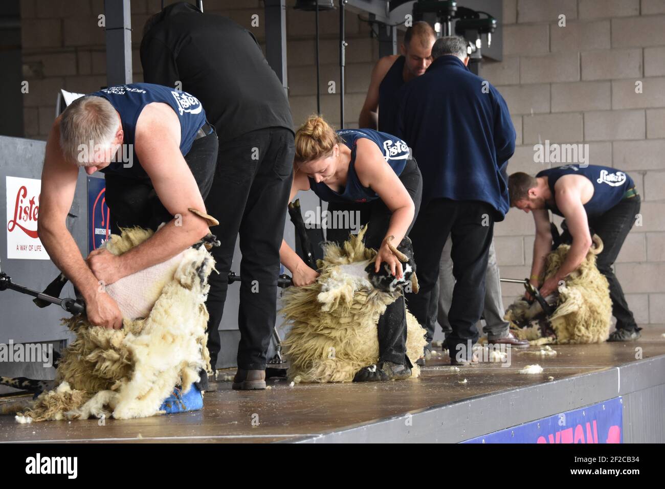 Schafscheren Wettbewerbe bei der Royal Highland Show Stockfoto