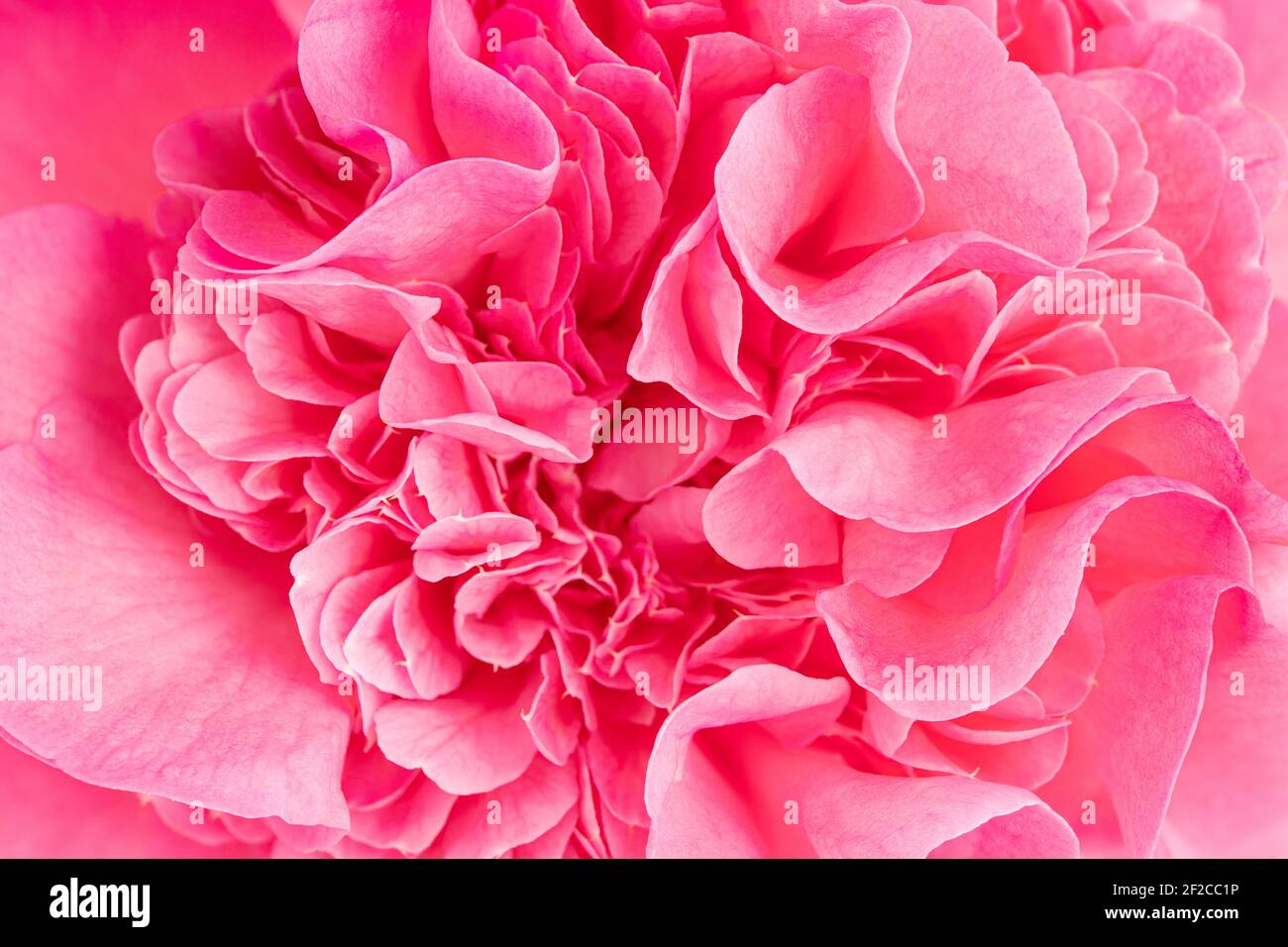 Makroaufnahme einer schönen rosa Kamelie. Blumenhintergrund Stockfoto