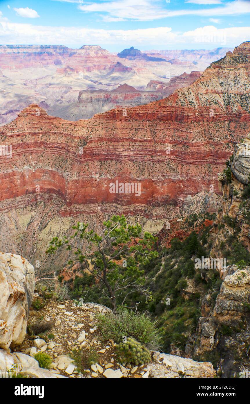 Exponierte Schichten geologischer Schichten im Grand Canyon mit Mesas im Hintergrund und Felsen und eine Kiefer Im Vordergrund Stockfoto