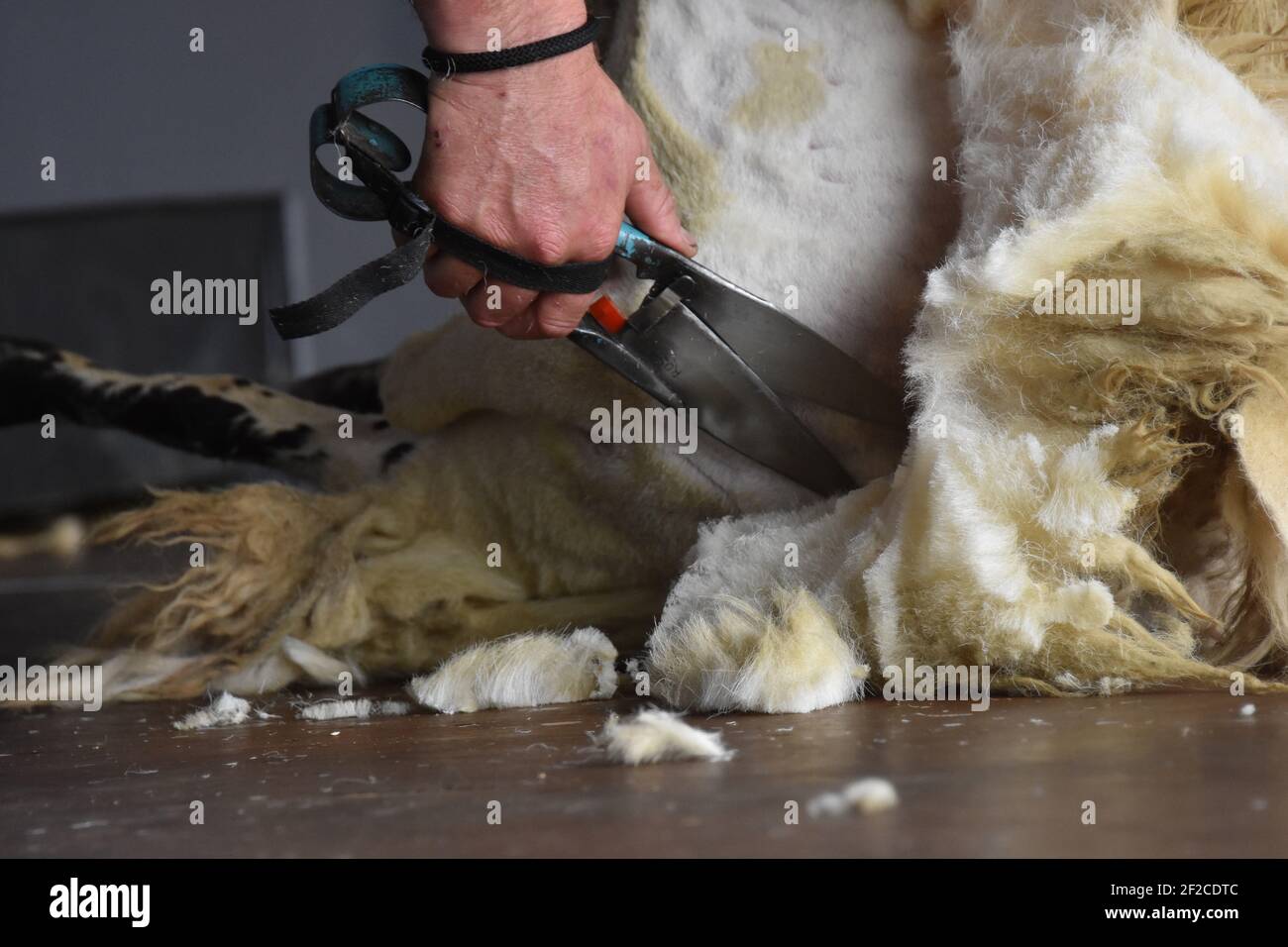 Mark Armstrong Blade Shearing auf der Royal Highland Show 2019 Stockfoto